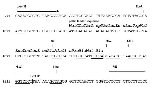 TGEX-AC-Zeo cloning site